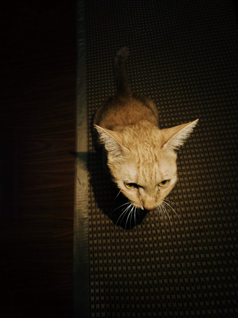 Photo by Hung Pham