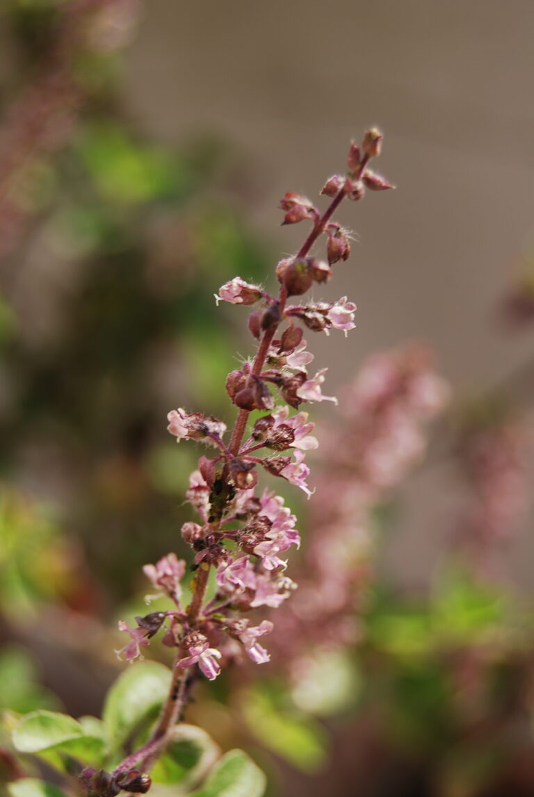 Photo by Dhruv Coppisetti