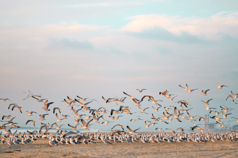 Photo by Brandon Littell