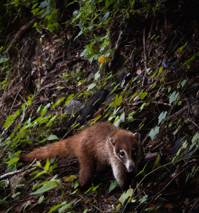 Photo by Carlos Solis