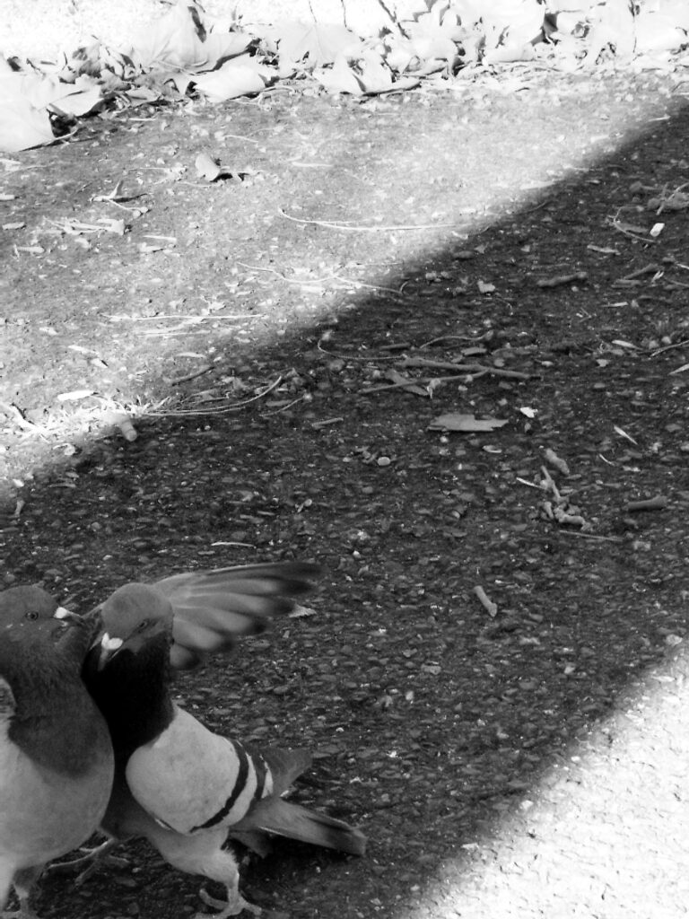 Photo by Aycha Feyzula