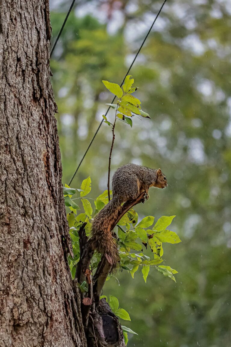 Photo by Sebastrian W..