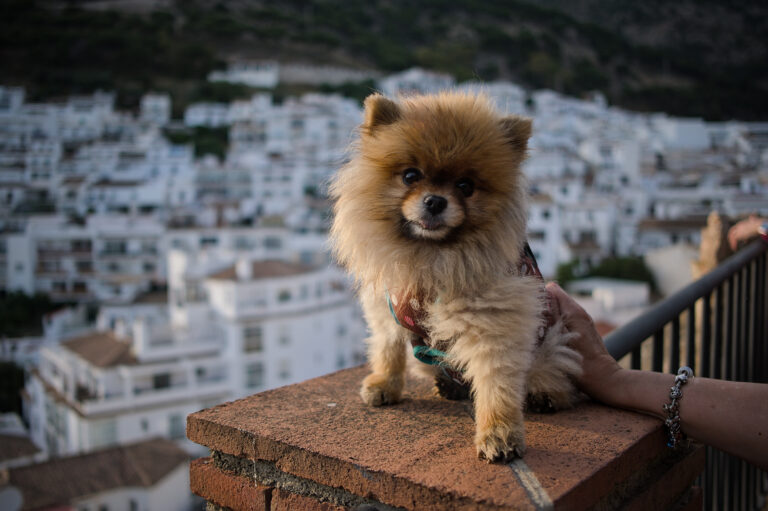 Street photo in Mijas, Spain by Black Pixel