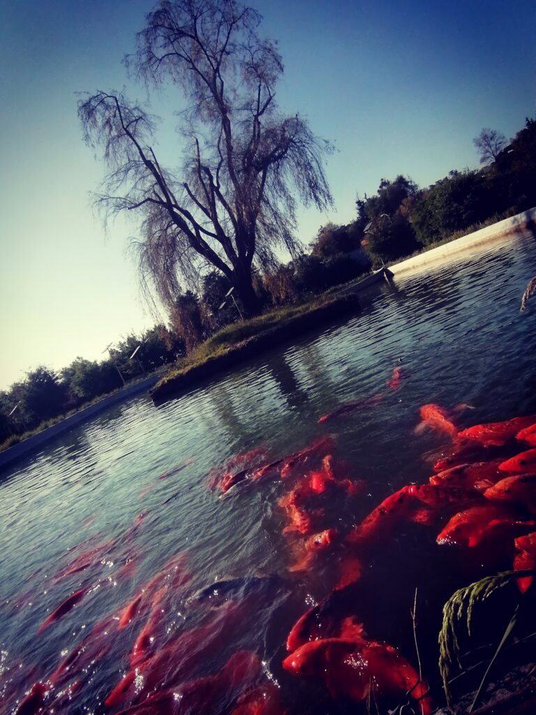 Photo by Tenochtitlan cuidad de México