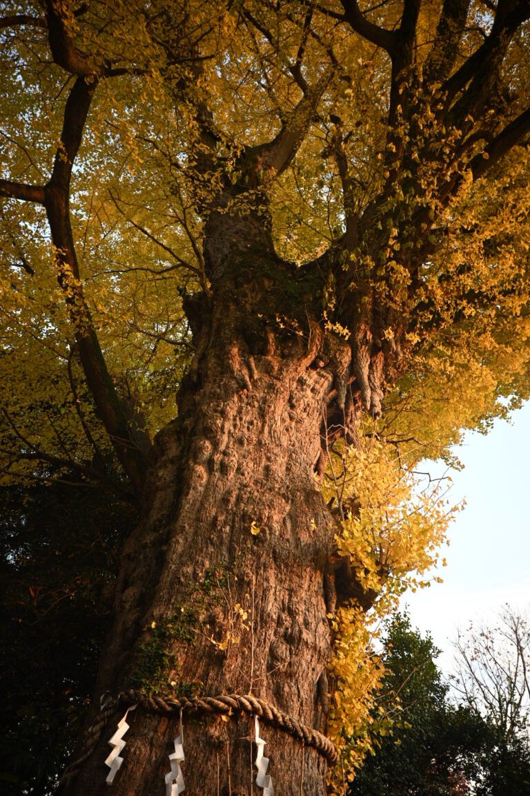 Photo by Eiji Kuwahara