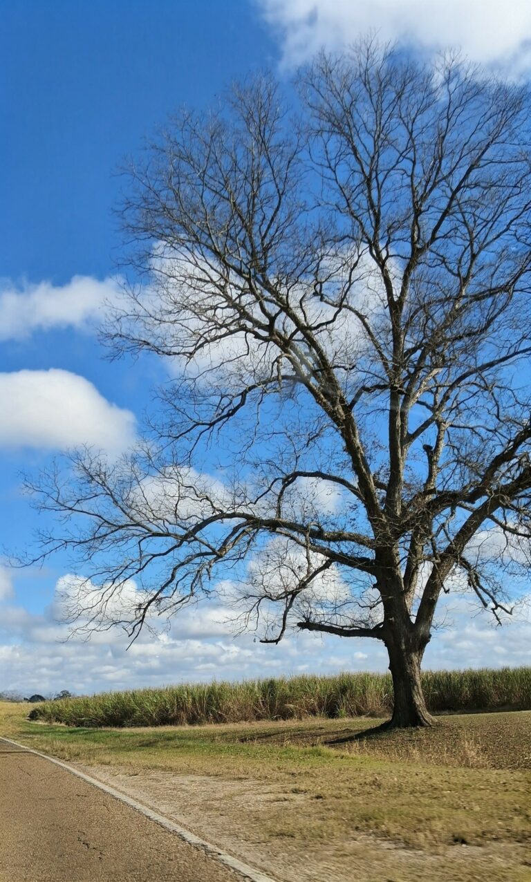 Photo by Sebastrian W..