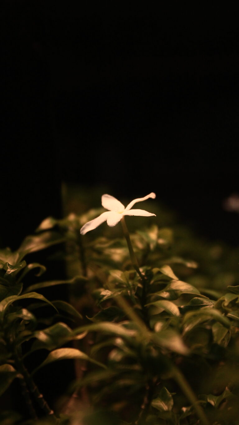 Photo by Muhammad Taufiq Fauzan