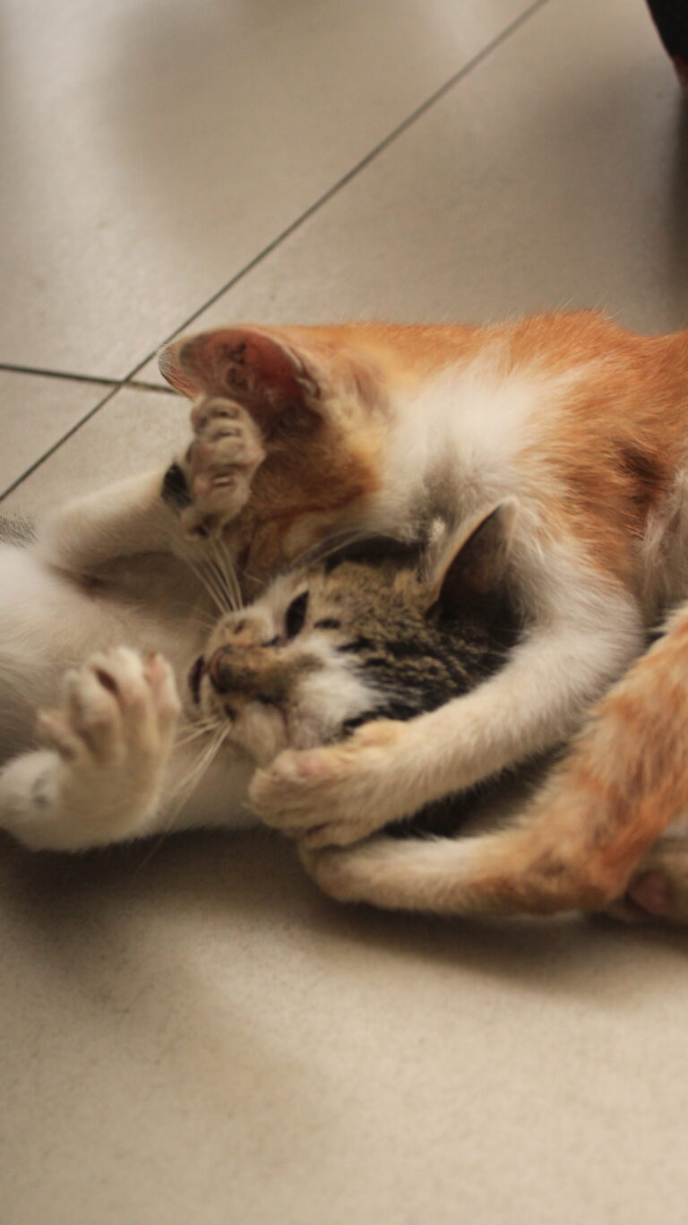 Photo by Muhammad Taufiq Fauzan