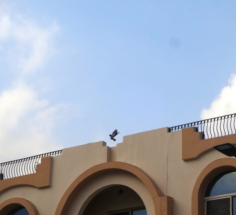 Photo by Ibraheem Elsayed