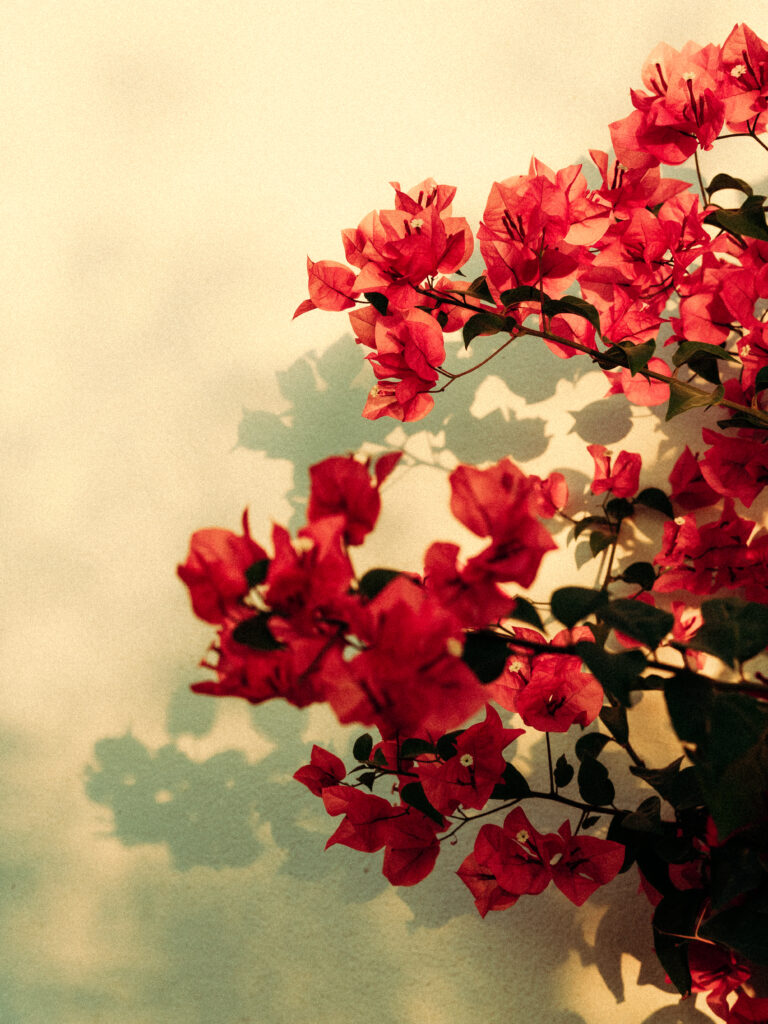 Photo by Emrei Mahdi