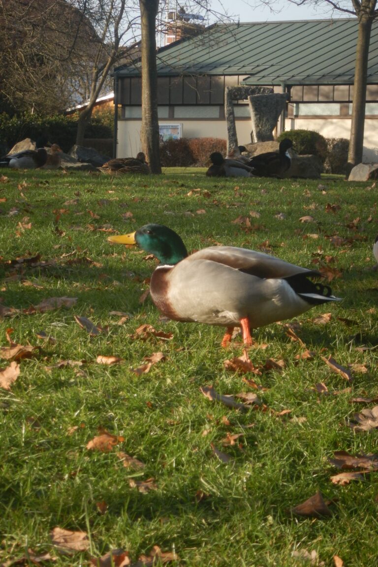 Photo by Diego Binder