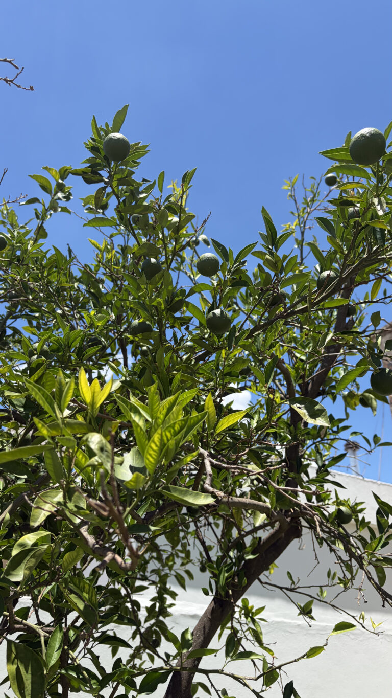 Photo by Micaela Salvay