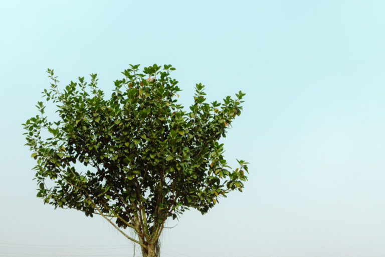 Photo by Arif Bin Islam