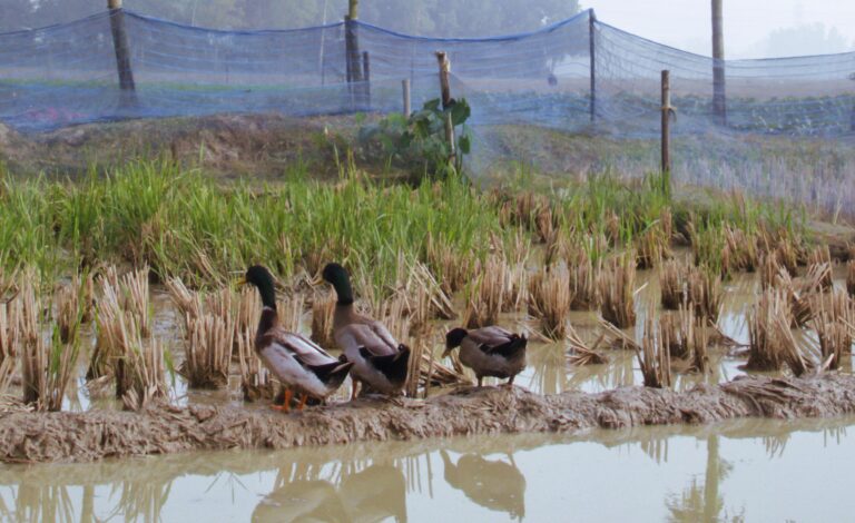 Photo by Arif Bin Islam