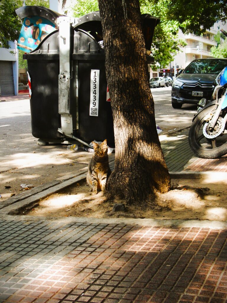 Photo by Diestro Corleone