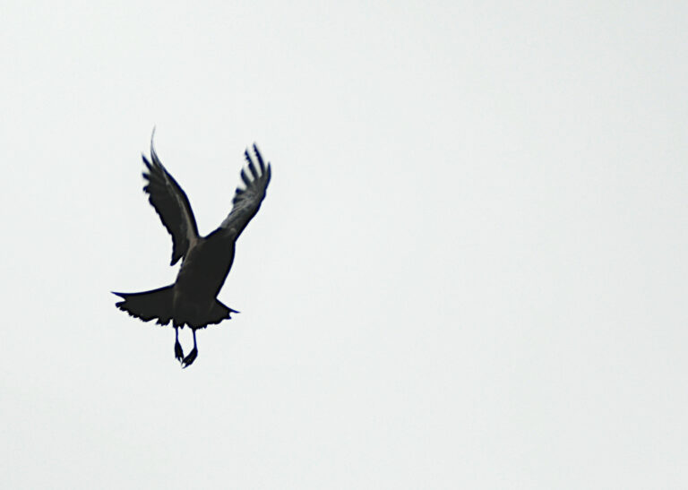 Photo by Stefano Silvi