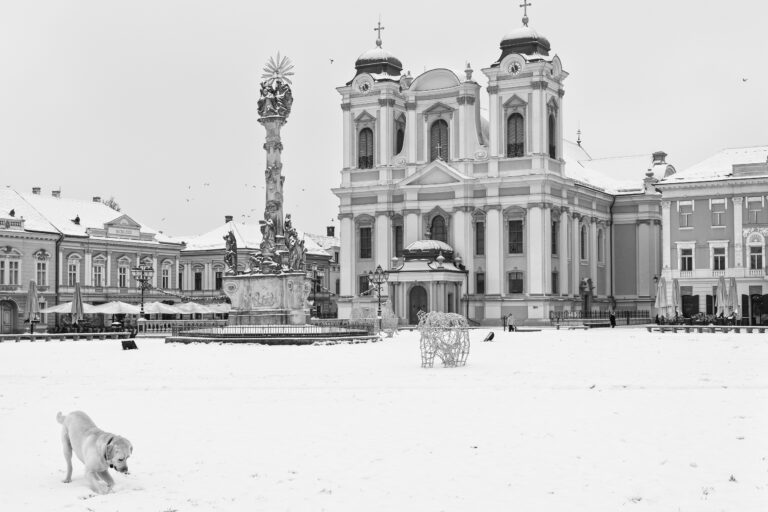 Photo by Cosnete Marian