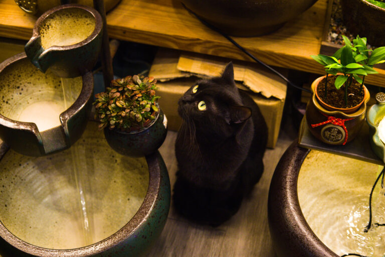 Photo by James Zhang