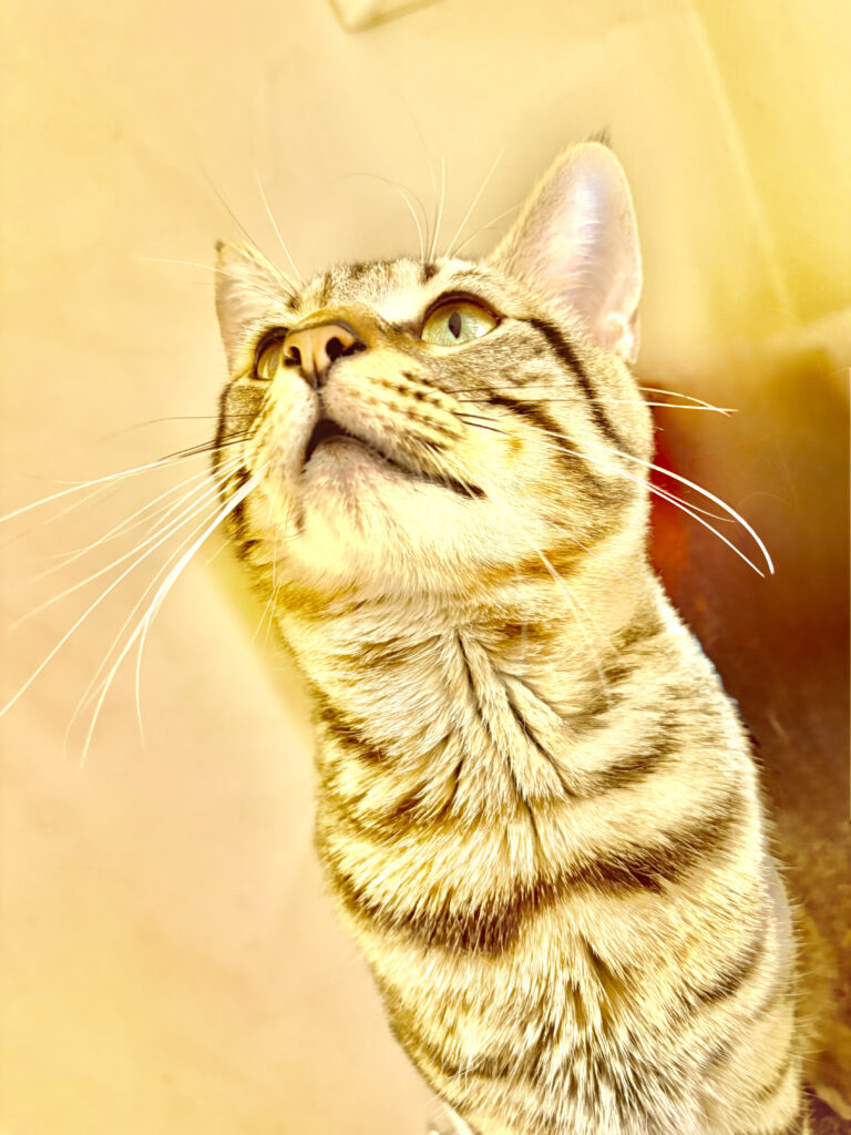 Photo by Patrick Hock