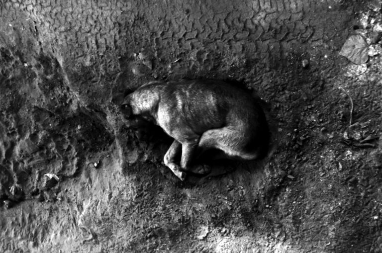 Photo by Adrian Romero