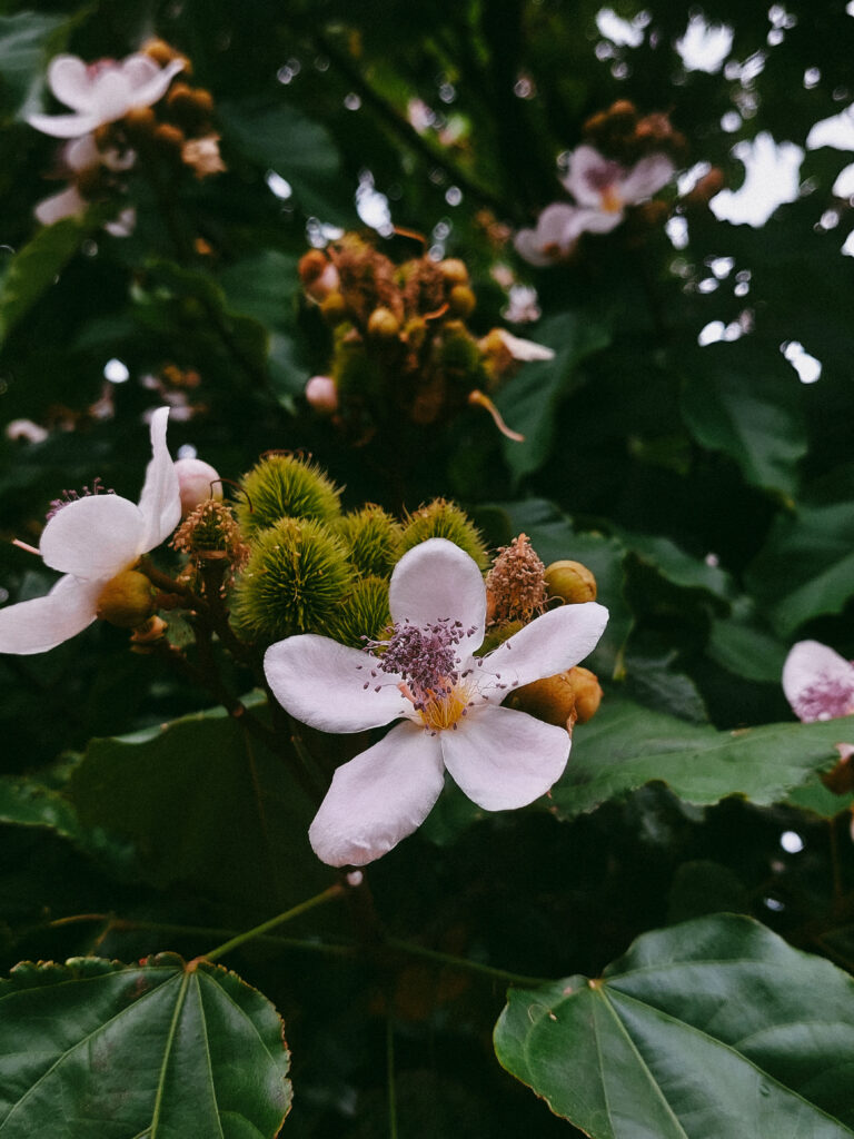 Photo by Amanda Reis