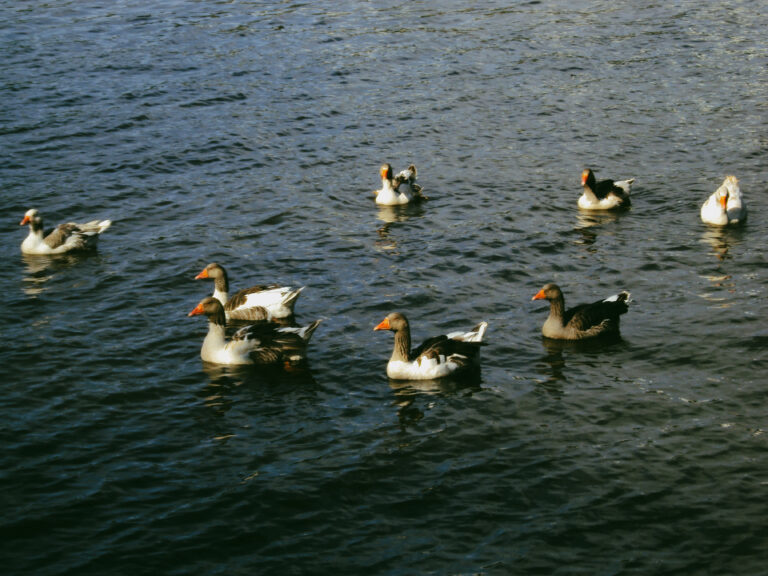 Photo by Amanda Reis