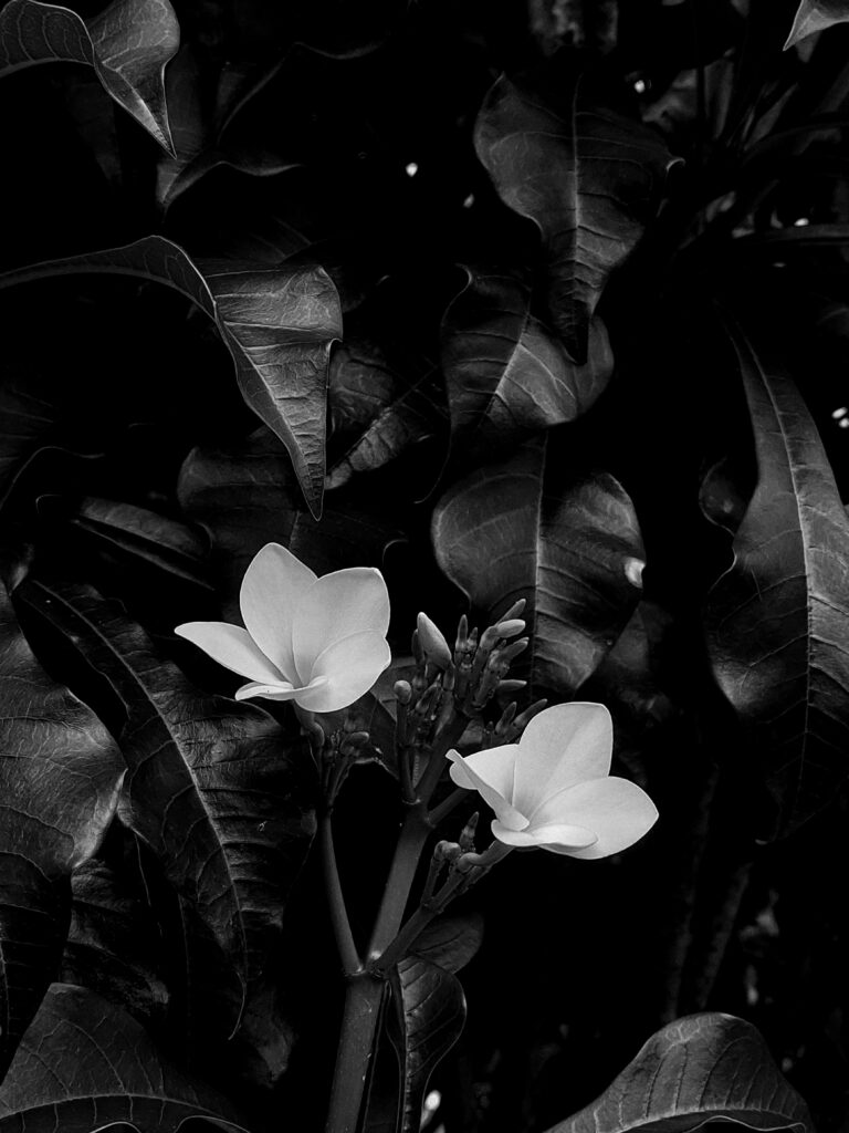 Photo by Amanda Reis