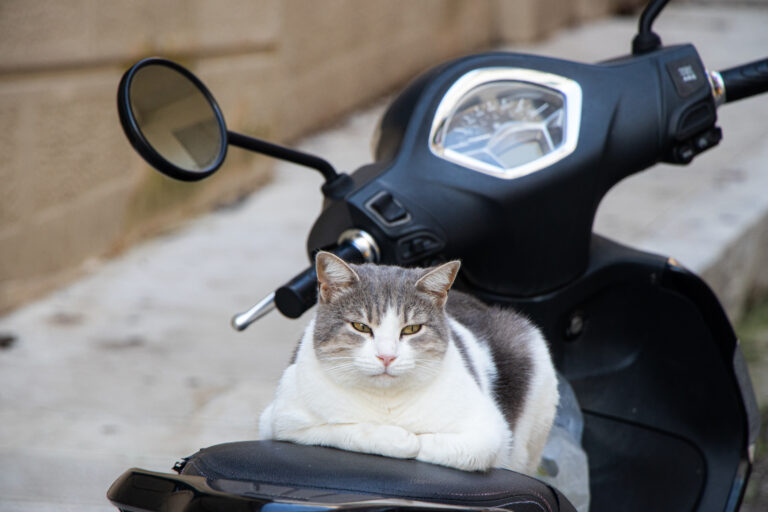 Photo by Rinat Fattakhov