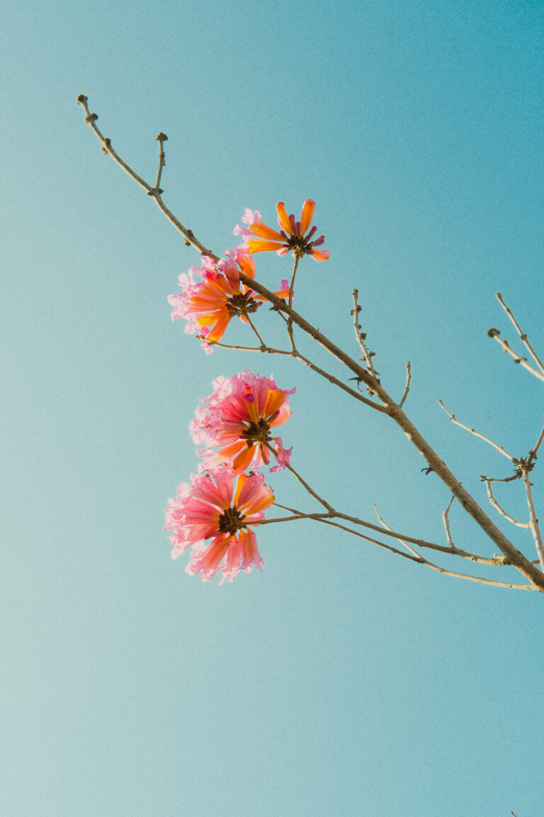 Photo by James Zhang