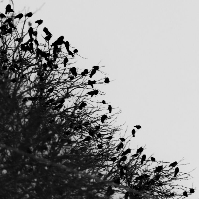 Photo by Armen Musheghyan