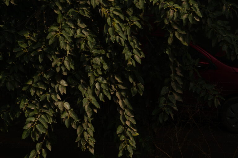 Photo by Dhruv Coppisetti