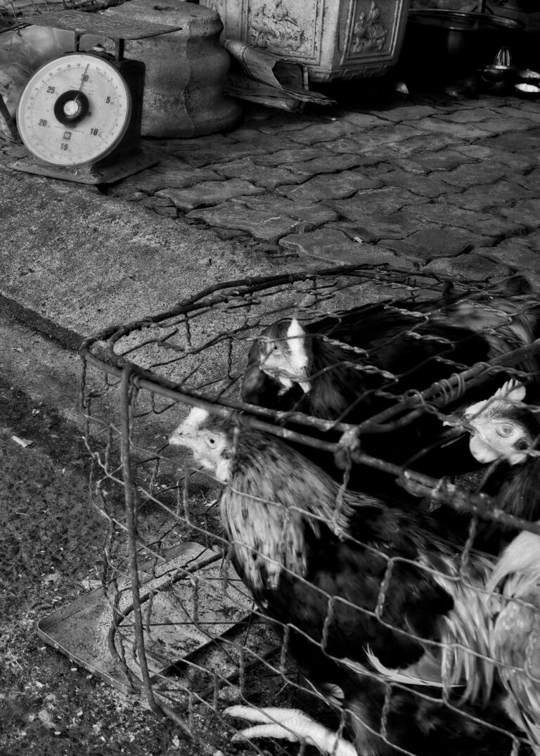 Photo by David Rockwood