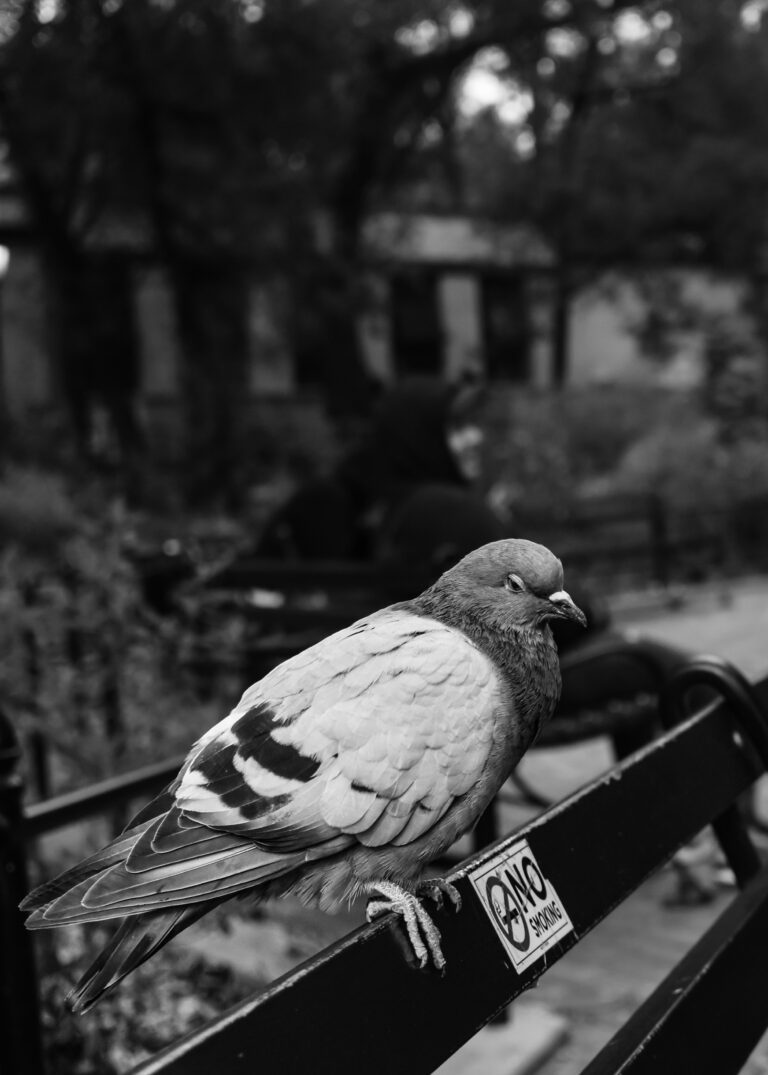 Photo by Dre Beverley