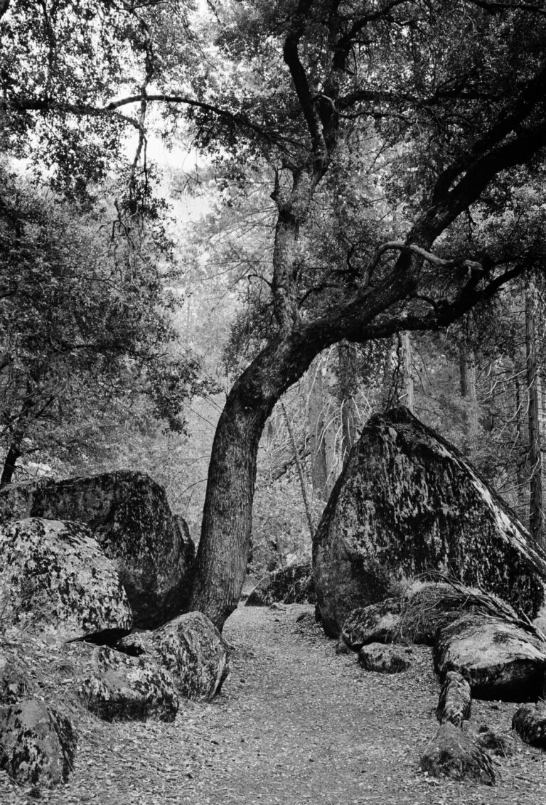 Photo by Nehas Vodou