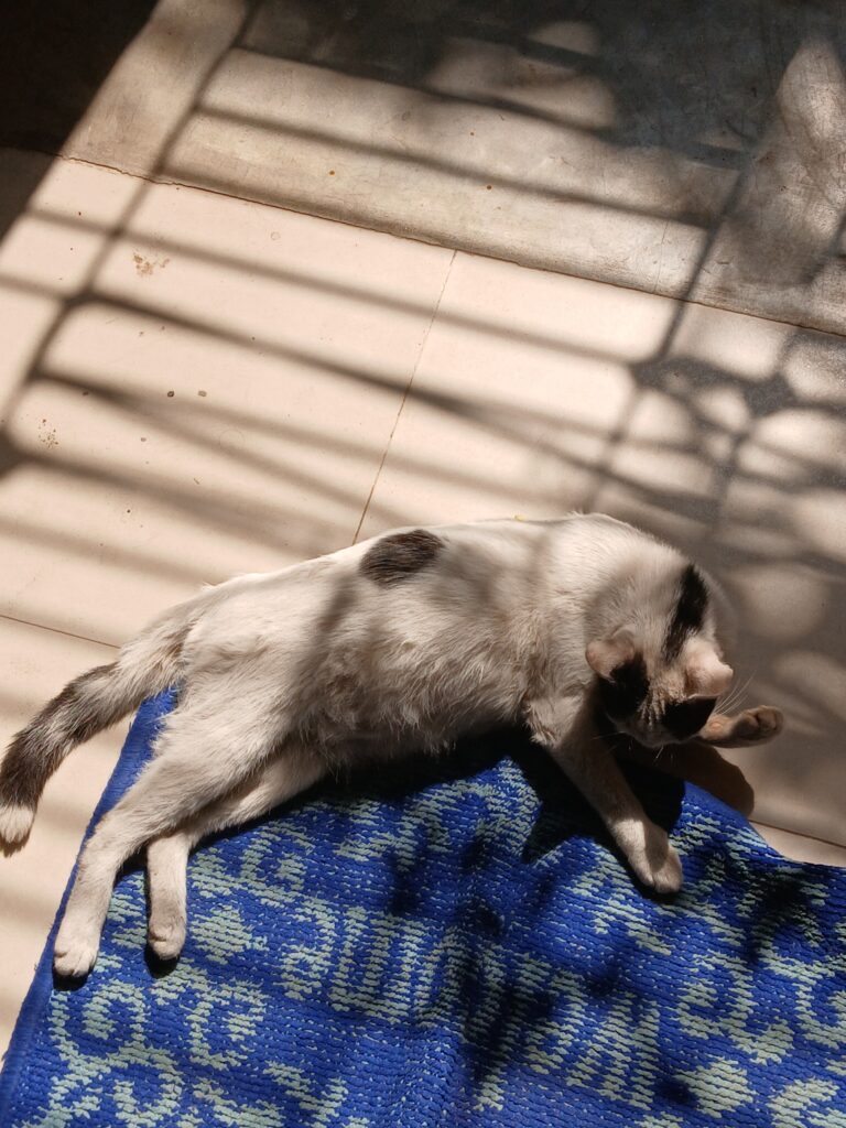 Photo by Ishrar E Mowla