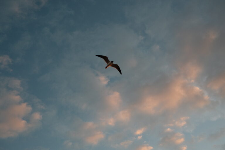 Photo by Brett Escuriex