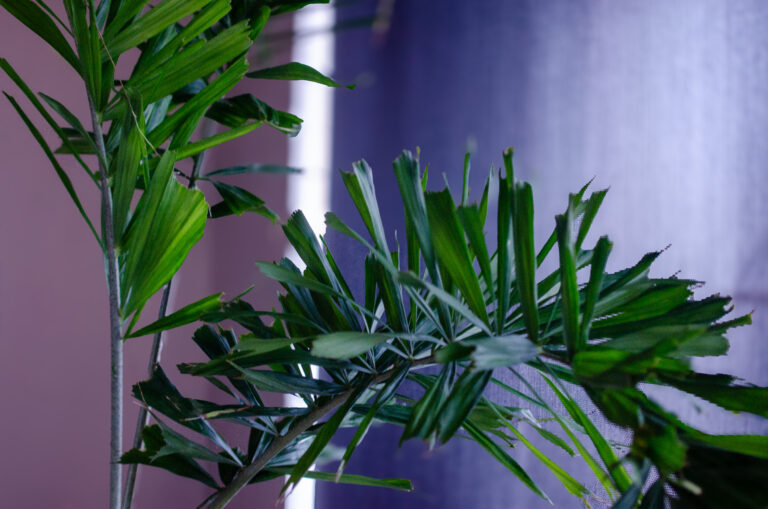 Photo by Vivian Totanes