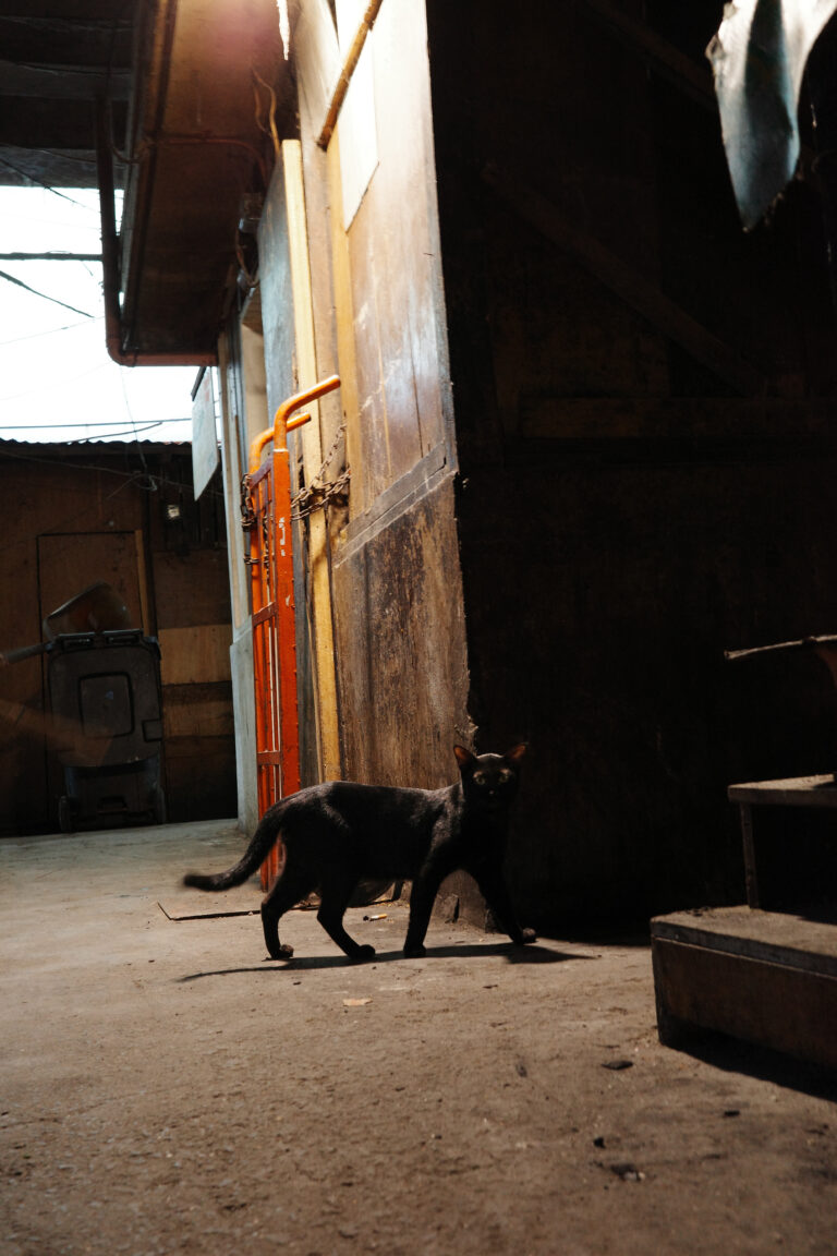 Photo by Kenneth Jay Batingal