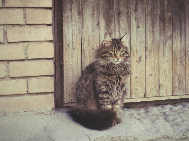 Photo by Aycha Feyzula