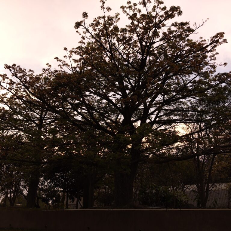 Photo by Tenochtitlan cuidad de México