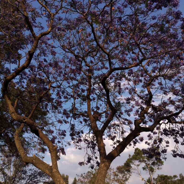 Photo by Tenochtitlan cuidad de México