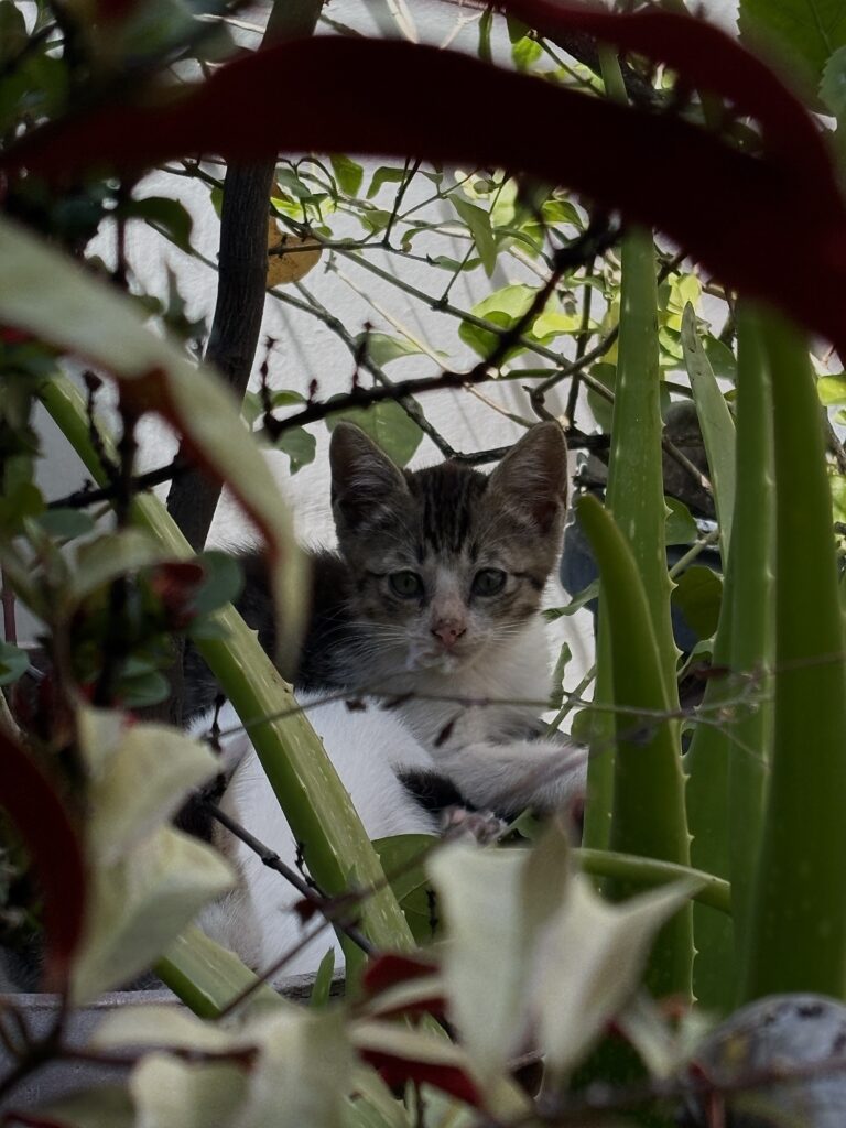 Photo by Aira Arandia