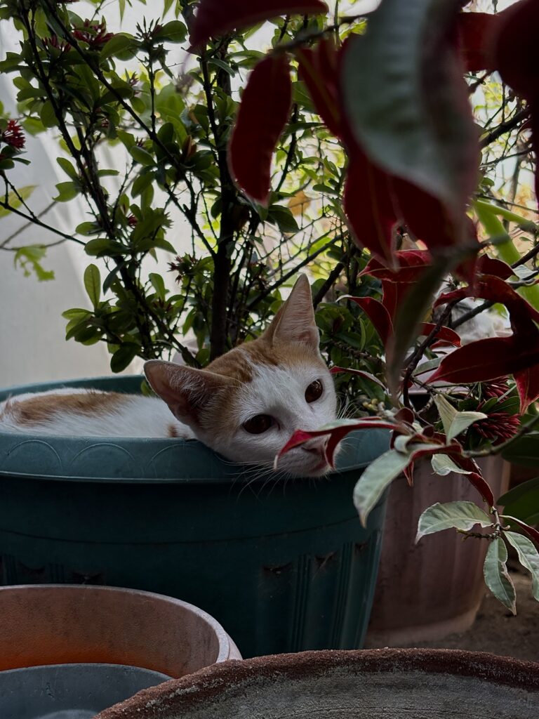 Photo by Aira Arandia