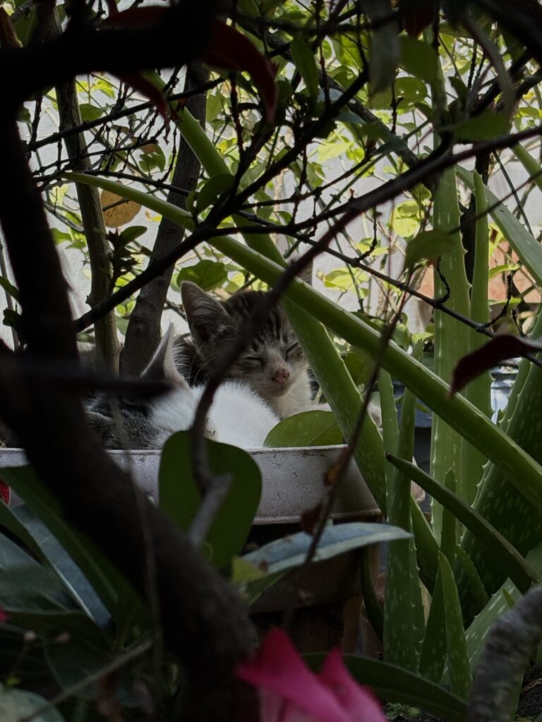 Photo by Aira Arandia