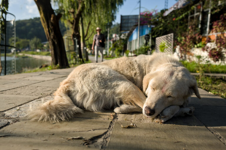 Street photo in Pokhara, Nepal by Black Pixel