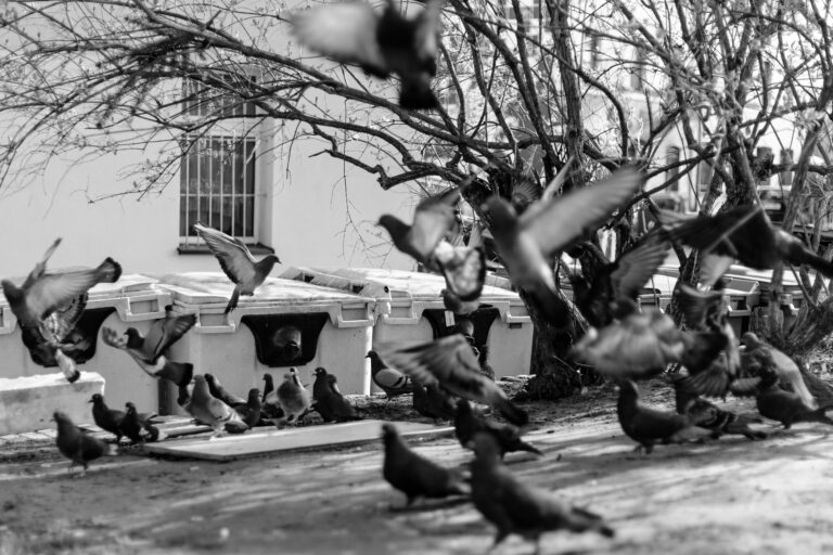 Photo by Marco Empanadilla