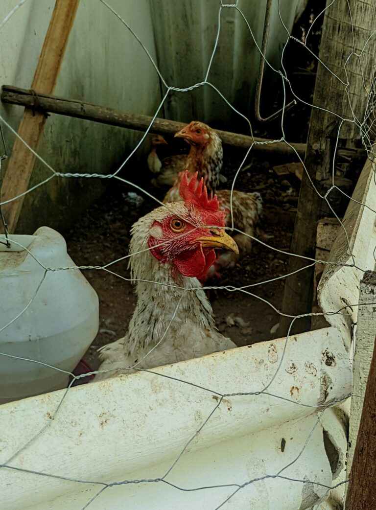 Photo by Laise Silva