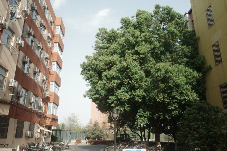 Photo by Wesley Wang