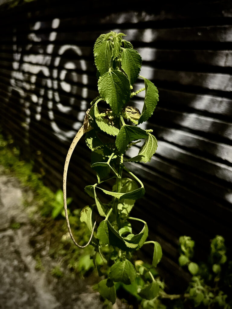 Photo by Sele Selene