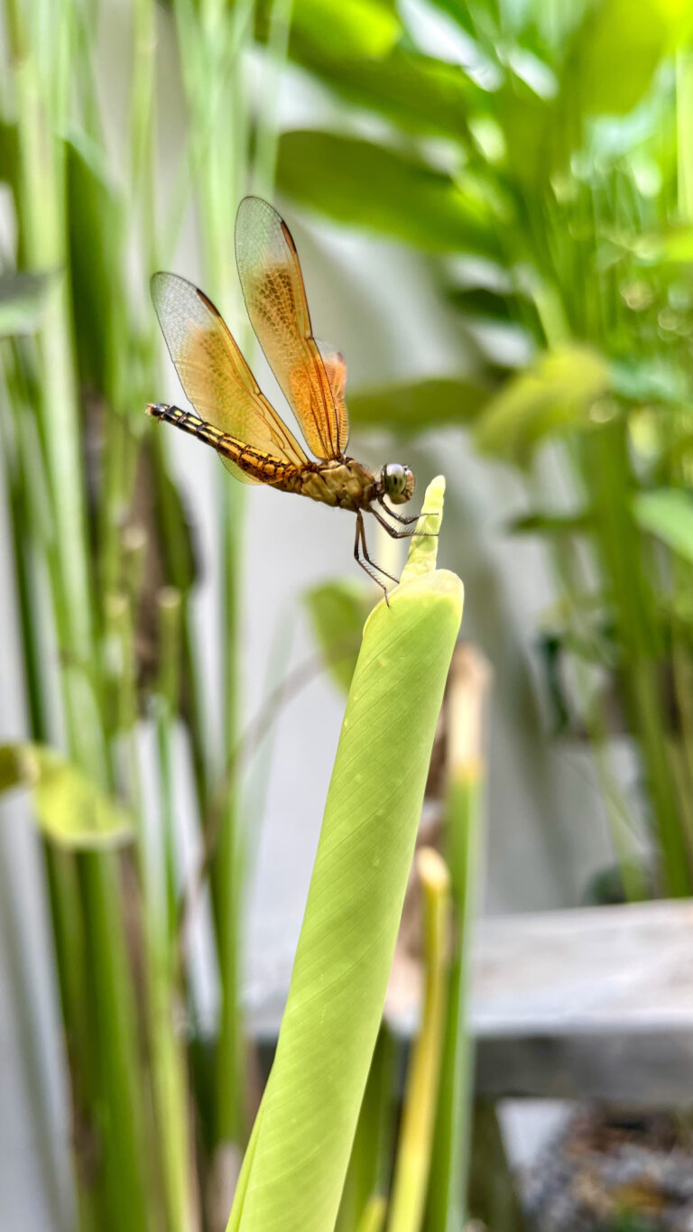 Photo by Sele Selene